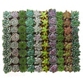Collection of 40 Rosette Succulent Q536