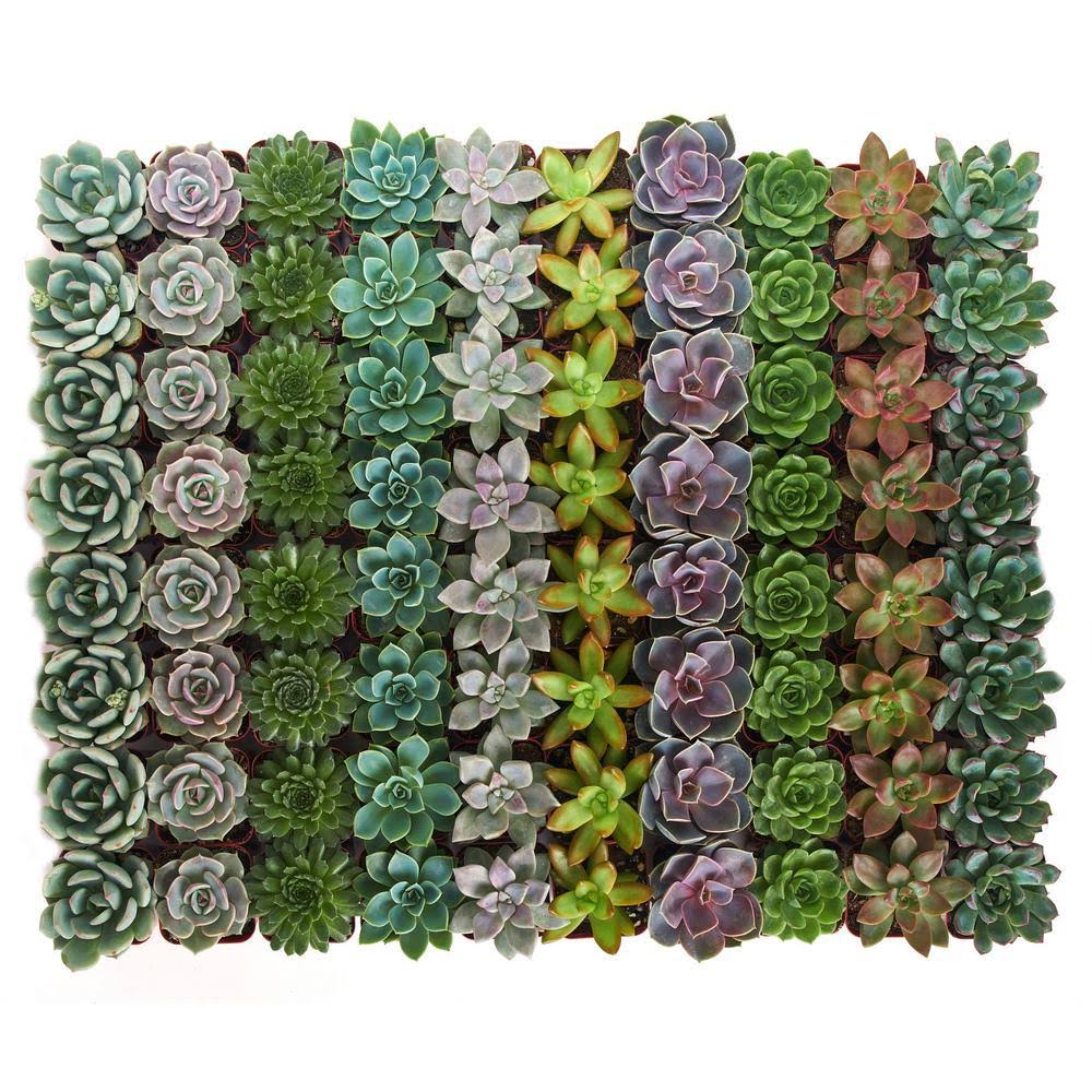 Collection of 40 Rosette Succulent Q536