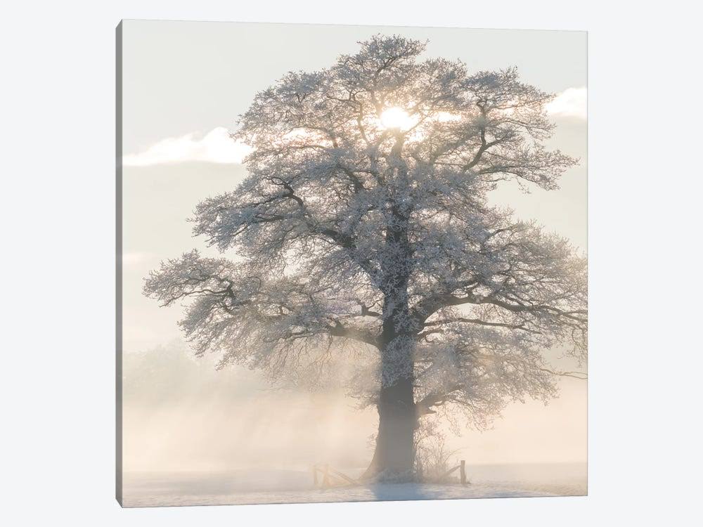 Canvas Art Picture - Winter King A935