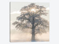 Canvas Art Picture - Winter King A935
