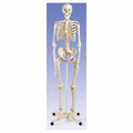 Anatomical Human Skeleton with Stand and Cover K906174