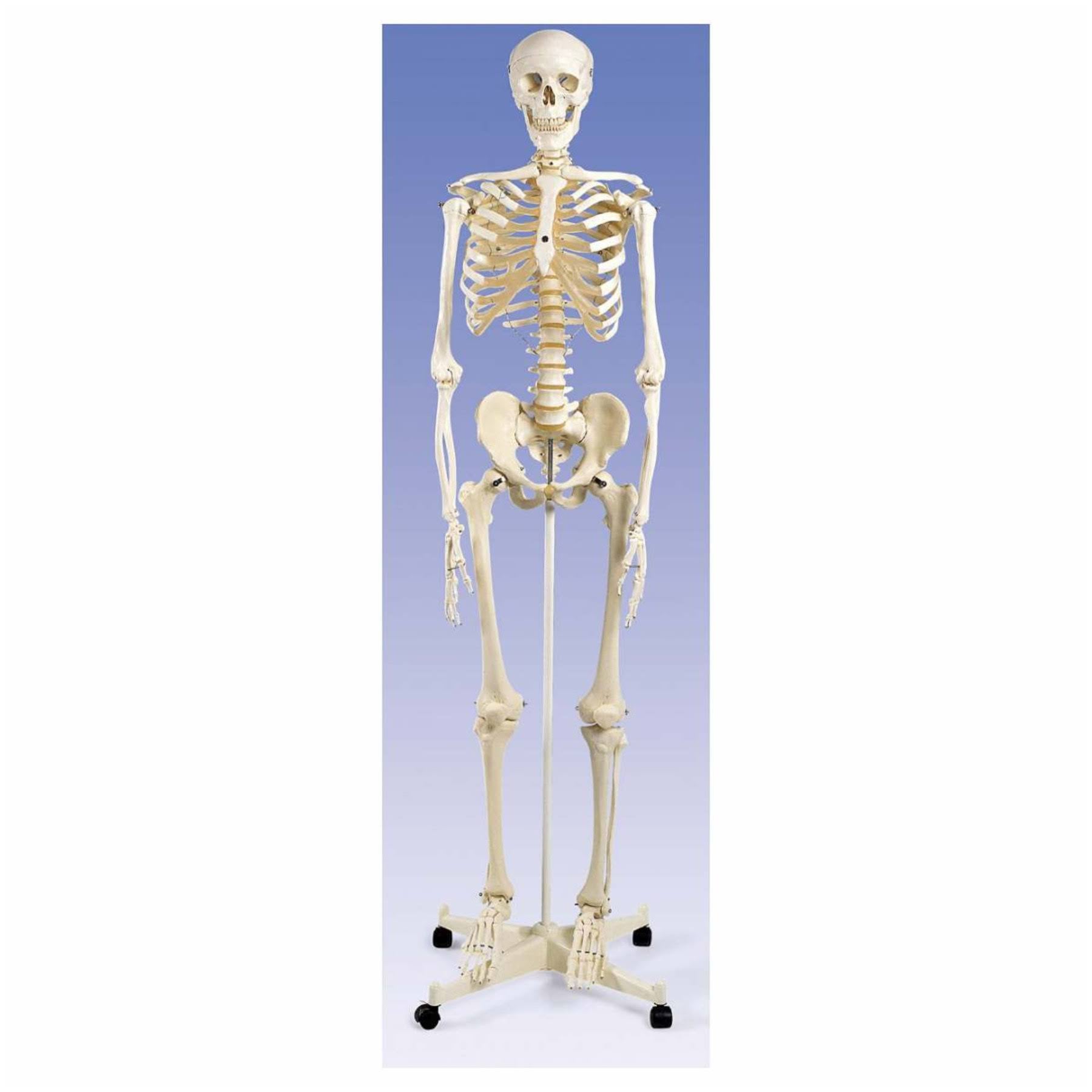 Anatomical Human Skeleton with Stand and Cover K906174